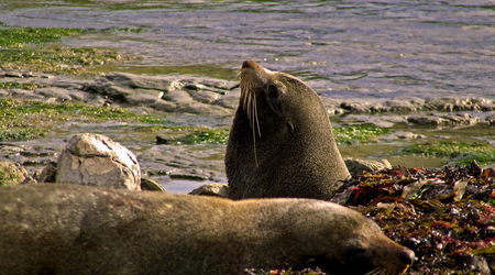 Foki3 – Kaikoura, Nowa Zelandia