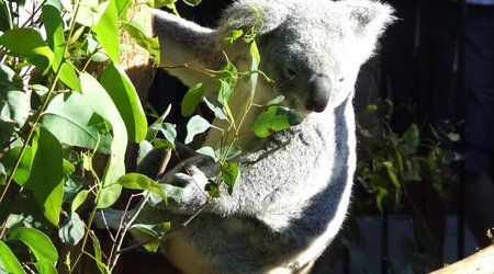 Dscf5941 – Laura qld, Australia