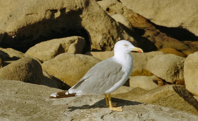 Mewa znająca  galicyjski