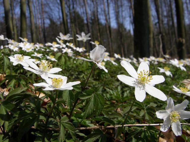 Trójmiejski Park Krajobrazowy