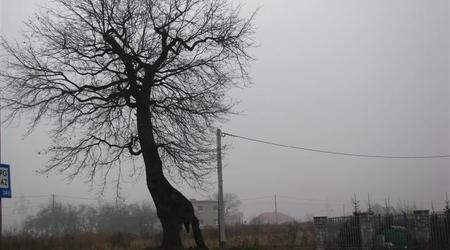 Słoń – Rybnik, Polska