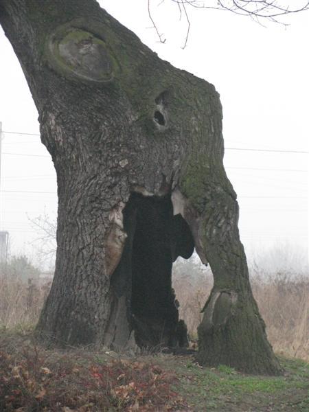 Słoń