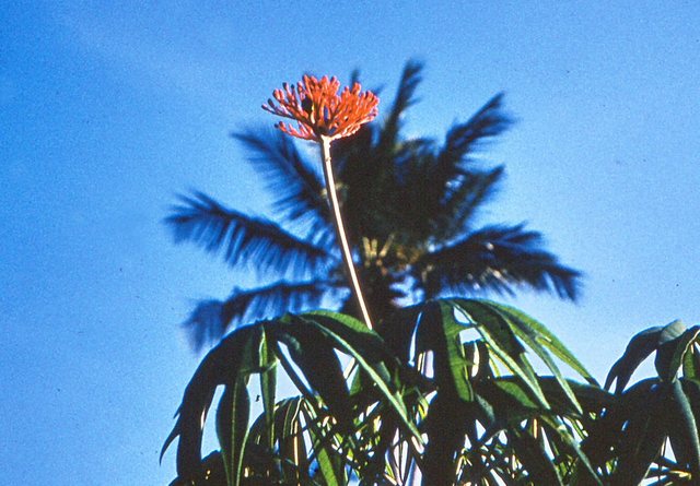 Dar es Salaam - miejscowa fauna