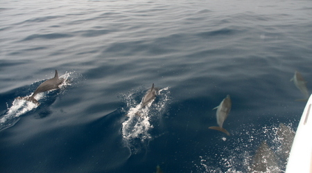 Prowadziły nas delfiny:) – Glover reef, Belize