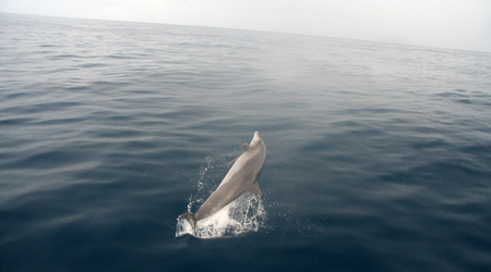 Delfiny – Glover reef, Belize