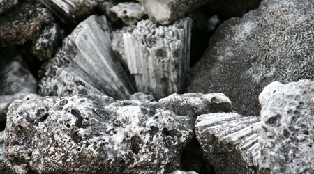 Martwa rafa – Glover reef, Belize