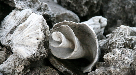 Martwa rafa – Glover reef, Belize