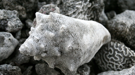 Martwa rafa – Glover reef, Belize