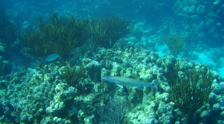 Belize - rafa – Long caye