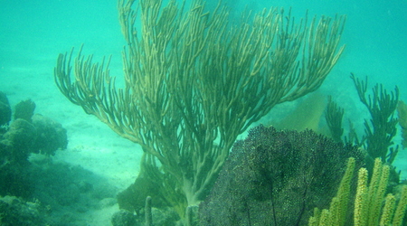 Belize - rafa – Long caye