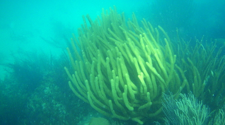 Belize - rafa – Long caye