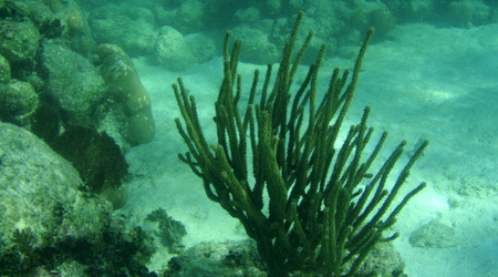 Belize - rafa – Long caye