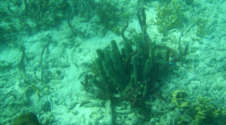 Belize - rafa – Long caye