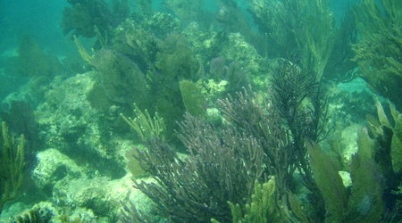 Belize - rafa – Long caye