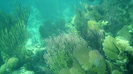 Belize - rafa – Long caye