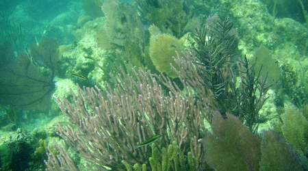 Belize - rafa – Long caye