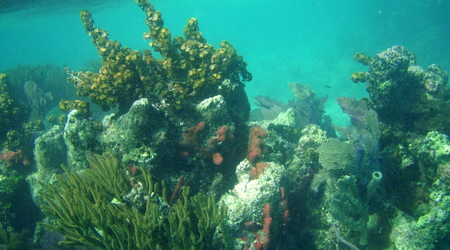 Belize - rafa – Long caye