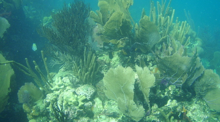 Belize - rafa – Long caye