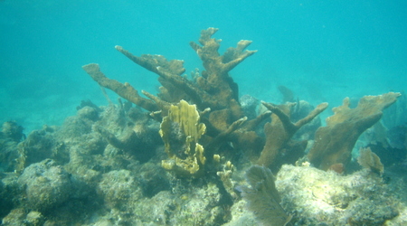 Belize - rafa – Long caye
