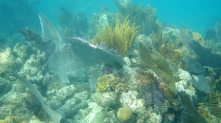 Belize - rafa – Long caye