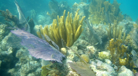Belize - rafa – Long caye