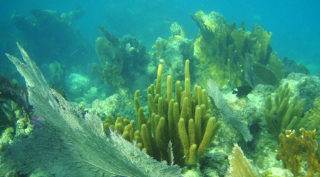 Belize - rafa – Long caye