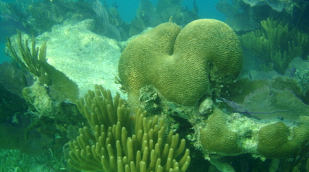 Belize - rafa – Long caye