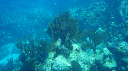 Belize - rafa – Long caye