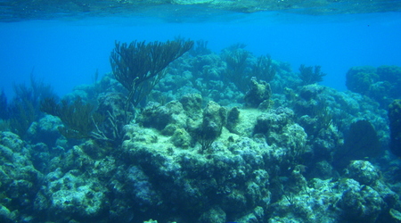 Belize - rafa – Long caye