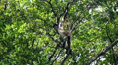 Belize - New River – Lamanai