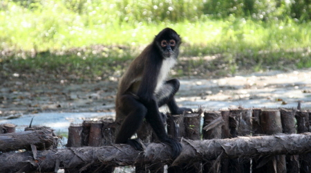 Belize - New River – Lamanai