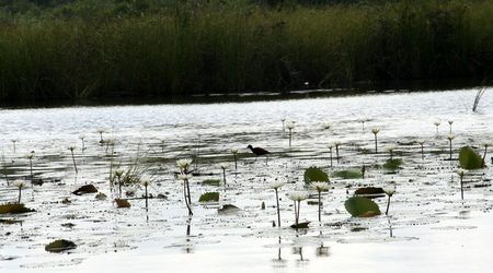 Belize - New River – Lamanai