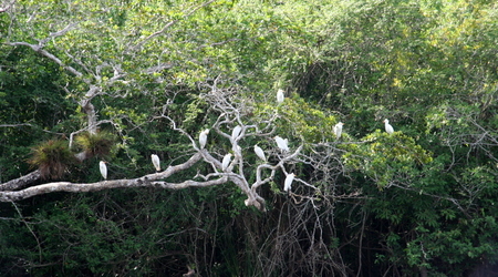 Belize - New River – Lamanai