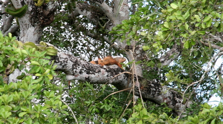 Belize - New River – Lamanai