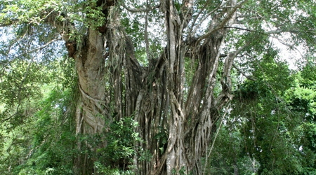 Belize - Lamanai