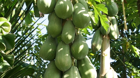 Belize - Lamanai
