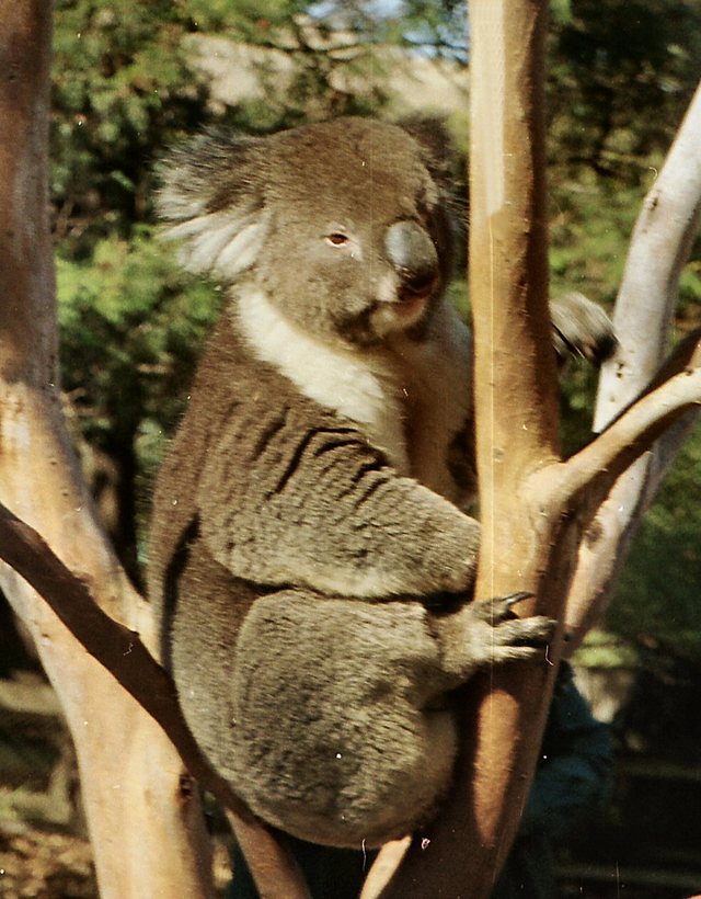 Tasmania - rezerwat Bonorong -  koala  pozuje
