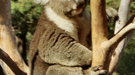 Tasmania - rezerwat Bonorong -  koala  pozuje – Australia