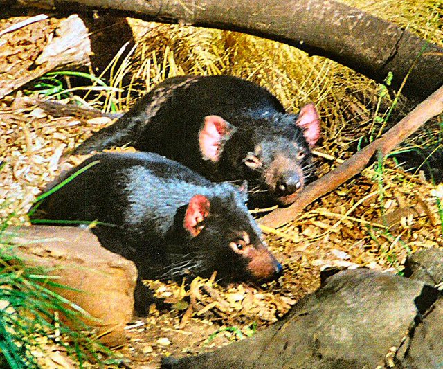 Tasmania - rezerwat Bonorong -  para  diabłów przed  wrzaskiem