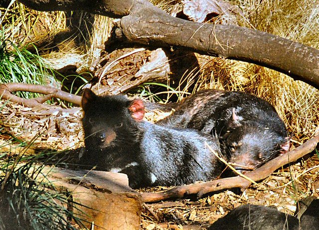 Tasmania - rezerwat Bonorong -  zta sama  para pozuje