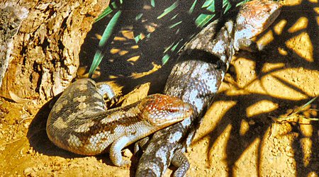 Tasmania - rezerwat Bonorong -  kulturalne  jaszczórki – Australia