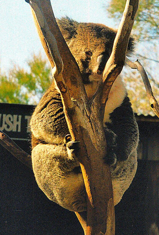 Tasmania - rezerwat Bonorong -  towarzyska koala
