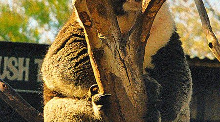 Tasmania - rezerwat Bonorong -  towarzyska koala – Australia
