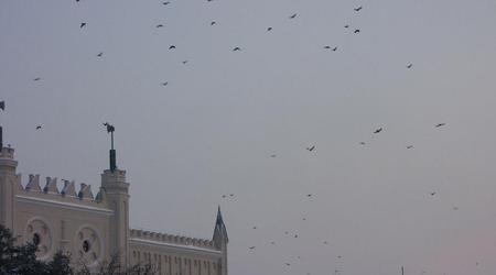 Ptaki – Lublin, Polska