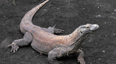 waran – Indonezja