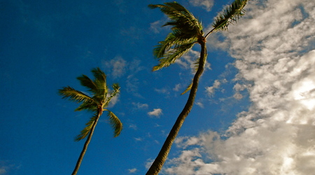 palmy na wietrze – Honolulu, Stany Zjednoczone Ameryki
