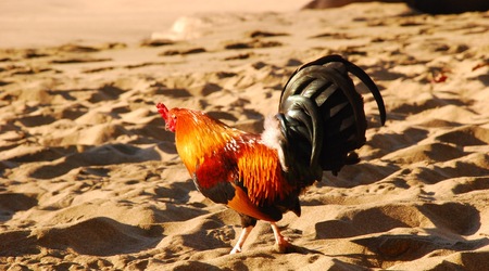 kogut na Kee beach – Kauai, Stany Zjednoczone Ameryki