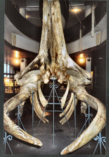 San Sebastian - Muzeum Oceanograficzne - ostatni złowiony tu  wieloryb