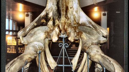 San Sebastian - Muzeum Oceanograficzne - ostatni złowiony tu  wieloryb – San Sebastián, Hiszpania
