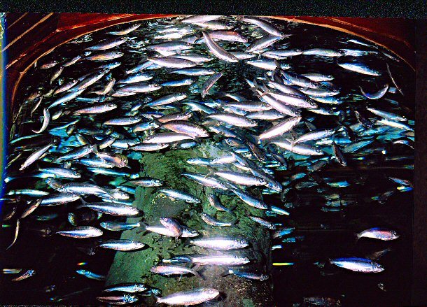 San Sebastian - Muzeum Oceanograficzne - ławica w akwarium